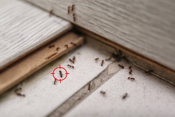 Pest Control for Restaurants in Paris, MO