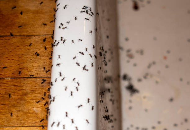 Best Rat Extermination Near Me  in Paris, MO
